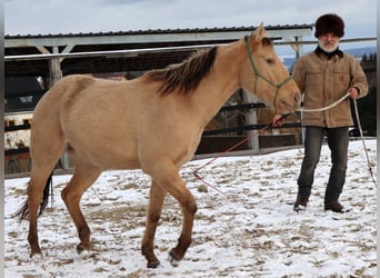 Caballo cuarto de milla, Caballo castrado, 3 años, 148 cm, Champán