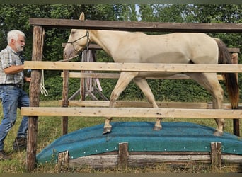 Caballo cuarto de milla, Caballo castrado, 3 años, 148 cm, Champán