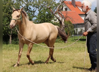 Caballo cuarto de milla, Caballo castrado, 3 años, 148 cm, Champán