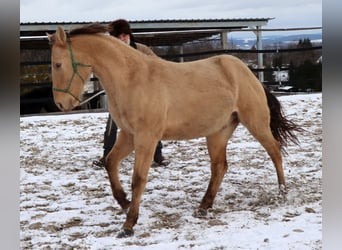 Caballo cuarto de milla, Caballo castrado, 3 años, 148 cm, Champán