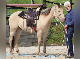 Caballo cuarto de milla, Caballo castrado, 3 años, 148 cm, Champán