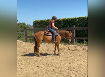 Caballo cuarto de milla, Caballo castrado, 3 años, 148 cm, Red Dun/Cervuno