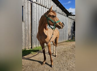 Caballo cuarto de milla, Caballo castrado, 3 años, 148 cm, Red Dun/Cervuno