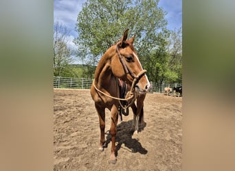 Caballo cuarto de milla, Caballo castrado, 3 años, 148 cm, Red Dun/Cervuno