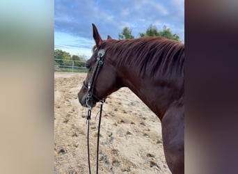 Caballo cuarto de milla, Caballo castrado, 3 años, 149 cm, Alazán-tostado
