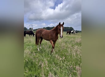 Caballo cuarto de milla, Caballo castrado, 3 años, 149 cm, Alazán