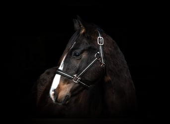 Caballo cuarto de milla, Caballo castrado, 3 años, 149 cm, Castaño oscuro