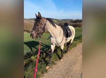 Caballo cuarto de milla, Caballo castrado, 3 años, 149 cm, Ruano azulado