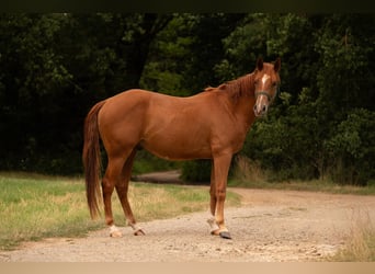 Caballo cuarto de milla, Caballo castrado, 3 años, 150 cm, Alazán