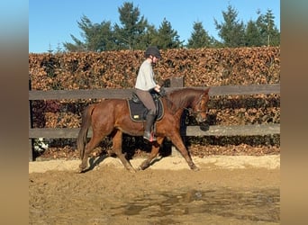Caballo cuarto de milla, Caballo castrado, 3 años, 150 cm, Alazán