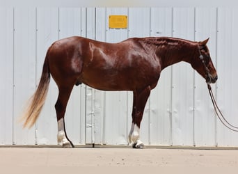 Caballo cuarto de milla, Caballo castrado, 3 años, 150 cm, Alazán rojizo