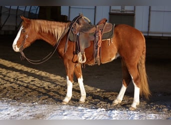 Caballo cuarto de milla, Caballo castrado, 3 años, 150 cm, Alazán rojizo
