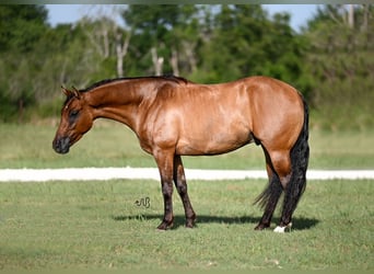 Caballo cuarto de milla, Caballo castrado, 3 años, 150 cm, Bayo