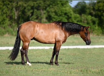 Caballo cuarto de milla, Caballo castrado, 3 años, 150 cm, Bayo