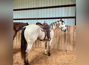 Caballo cuarto de milla, Caballo castrado, 3 años, 150 cm, Buckskin/Bayo