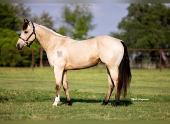 Caballo cuarto de milla, Caballo castrado, 3 años, 150 cm, Buckskin/Bayo