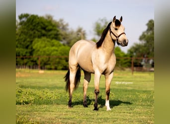 Caballo cuarto de milla, Caballo castrado, 3 años, 150 cm, Buckskin/Bayo
