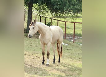 Caballo cuarto de milla, Caballo castrado, 3 años, 150 cm, Buckskin/Bayo