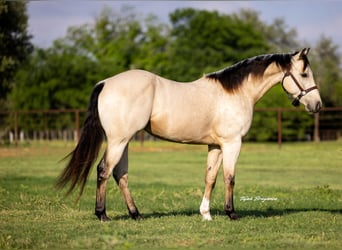 Caballo cuarto de milla, Caballo castrado, 3 años, 150 cm, Buckskin/Bayo