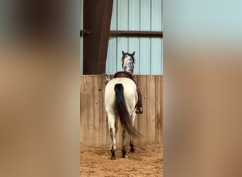 Caballo cuarto de milla, Caballo castrado, 3 años, 150 cm, Buckskin/Bayo