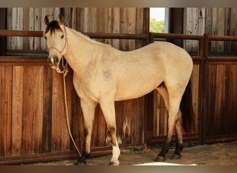 Caballo cuarto de milla, Caballo castrado, 3 años, 150 cm, Buckskin/Bayo