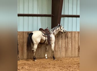 Caballo cuarto de milla, Caballo castrado, 3 años, 150 cm, Buckskin/Bayo