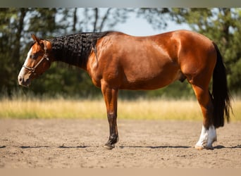 Caballo cuarto de milla, Caballo castrado, 3 años, 150 cm, Castaño