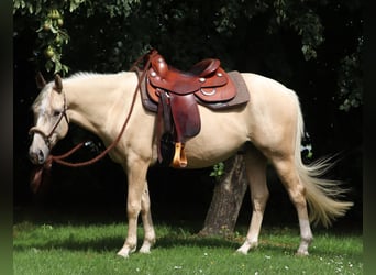Caballo cuarto de milla Mestizo, Caballo castrado, 3 años, 150 cm, Palomino