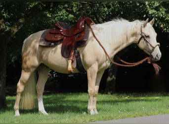 Caballo cuarto de milla Mestizo, Caballo castrado, 3 años, 150 cm, Palomino