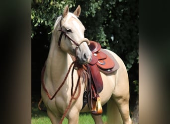 Caballo cuarto de milla Mestizo, Caballo castrado, 3 años, 150 cm, Palomino