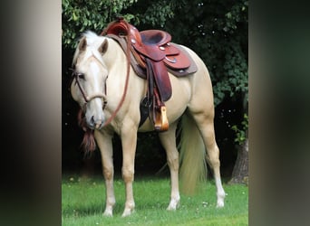 Caballo cuarto de milla Mestizo, Caballo castrado, 3 años, 150 cm, Palomino