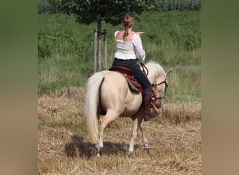 Caballo cuarto de milla Mestizo, Caballo castrado, 3 años, 150 cm, Palomino