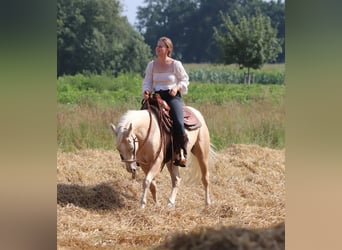 Caballo cuarto de milla Mestizo, Caballo castrado, 3 años, 150 cm, Palomino