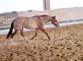 Caballo cuarto de milla, Caballo castrado, 3 años, 150 cm, Red Dun/Cervuno