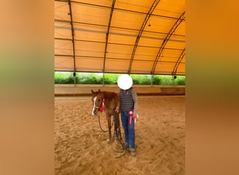 Caballo cuarto de milla, Caballo castrado, 3 años, 150 cm, Red Dun/Cervuno