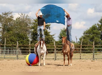 Caballo cuarto de milla, Caballo castrado, 3 años, 150 cm, Ruano alazán