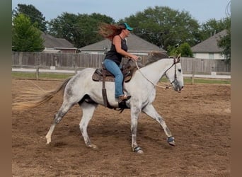 Caballo cuarto de milla, Caballo castrado, 3 años, 151 cm, Tordo