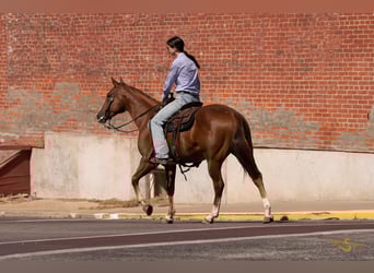 Caballo cuarto de milla, Caballo castrado, 3 años, 152 cm, Alazán rojizo