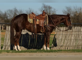Caballo cuarto de milla, Caballo castrado, 3 años, 152 cm, Alazán rojizo