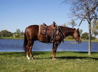Caballo cuarto de milla, Caballo castrado, 3 años, 152 cm, Alazán-tostado
