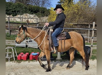 Caballo cuarto de milla, Caballo castrado, 3 años, 152 cm, Buckskin/Bayo