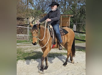 Caballo cuarto de milla, Caballo castrado, 3 años, 152 cm, Buckskin/Bayo