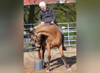 Caballo cuarto de milla, Caballo castrado, 3 años, 152 cm, Buckskin/Bayo