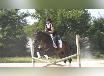 Caballo cuarto de milla, Caballo castrado, 3 años, 152 cm, Castaño