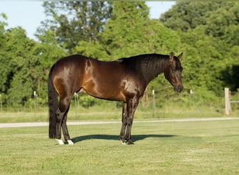 Caballo cuarto de milla, Caballo castrado, 3 años, 152 cm, Castaño