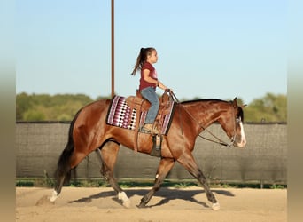 Caballo cuarto de milla, Caballo castrado, 3 años, 152 cm, Castaño rojizo