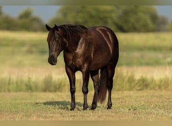 Caballo cuarto de milla, Caballo castrado, 3 años, 152 cm, Negro
