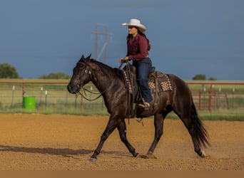 Caballo cuarto de milla, Caballo castrado, 3 años, 152 cm, Negro