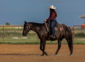 Caballo cuarto de milla, Caballo castrado, 3 años, 152 cm, Negro