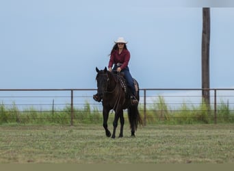 Caballo cuarto de milla, Caballo castrado, 3 años, 152 cm, Negro